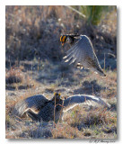 Lesser Prairie Chickens