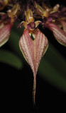 Bulbophyllum rothschildianum