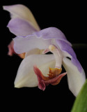Aganisia cyanea