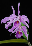 Cattleya maxima