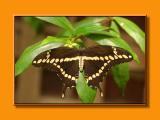 Thoas Swallowtail