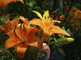 Botanical Gardens_012.jpg