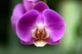 Orchid Class_014.jpg