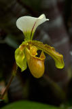 Orchid Class_015.jpg