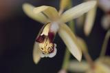 Coelogyne massangeana