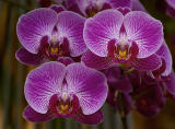 Orchid Class_028.jpg