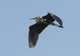 Blue Heron_001.jpg