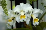 Longwood Orchids_002.jpg