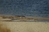 Osprey and  Stick_001.jpg