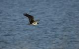 Osprey and  Stick_006.jpg