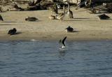 Black Skimmer_001.jpg