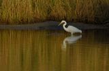 Great Egret_004.jpg