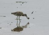 Marbled Godwit_001.jpg