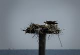 Osprey Chick_001.jpg