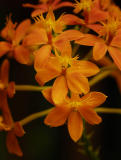 Epidendrum_001.jpg