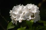 Mountain Laurel_001.jpg