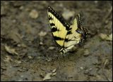 Tiger Swallowtail Butterfly