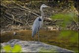 Blue Heron_GF