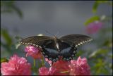 Butterfly_0210.jpg