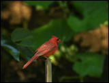 Cardinal