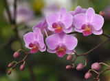 Phalenopsis Hybrid