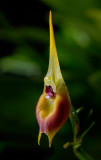 Masdevallia pinocchio