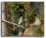 Cedar Waxwing