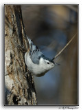 White Breasted Nuthatch