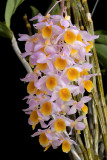 Dendrobium Mousmee