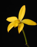 Laelia bradei