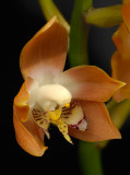Neomoorea wallisii