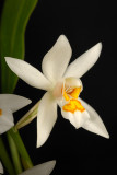 Coelogyne ochracea
