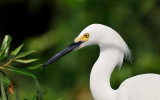 Snowy Egret