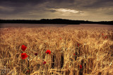 poppy field