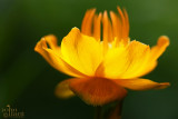 trollius