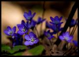 blueflower_beams.jpg