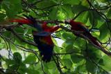 scarletmacaw