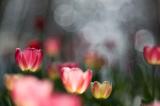 pink tulips