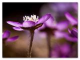 Anemone
