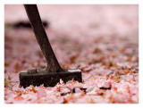 after blossom