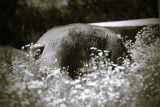 piggy