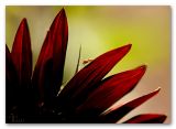 red sunflower