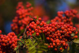 sorbus