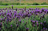 Lavender_DSC1880.jpg