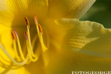 DayLily_DSC2684.jpg