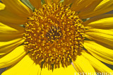 Sunflower0010.jpg