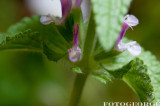 Salvia-viridis-ANNUAL-CLARY-MARBLE-ARCH-ROSE-_DSC3441.jpg