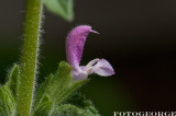 Salvia-viridis-ANNUAL-CLARY-MARBLE-ARCH-ROSE-_DSC3445.jpg
