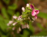 Salvia-viridis-ANNUAL-CLARY-MARBLE-ARCH-ROSE-_DSC3538.jpg