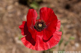 Papaver-rhoas_0012.jpg